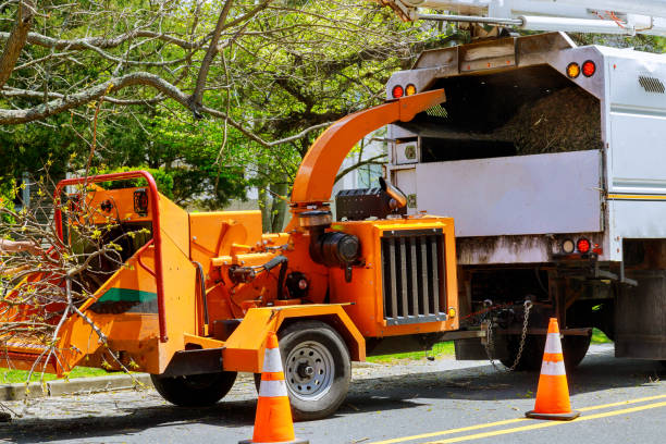 Trusted Foothill Farms, CA Tree Care Services Experts